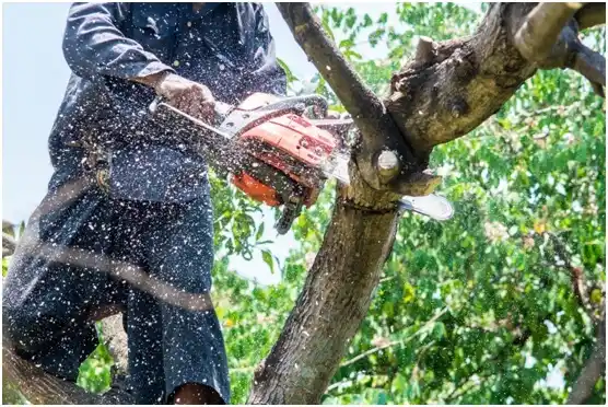 tree services Texline